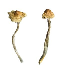 Huautla Magic Mushrooms
