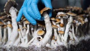 What Should I Do If I Feel Overwhelmed During the Psilocybin Experience?