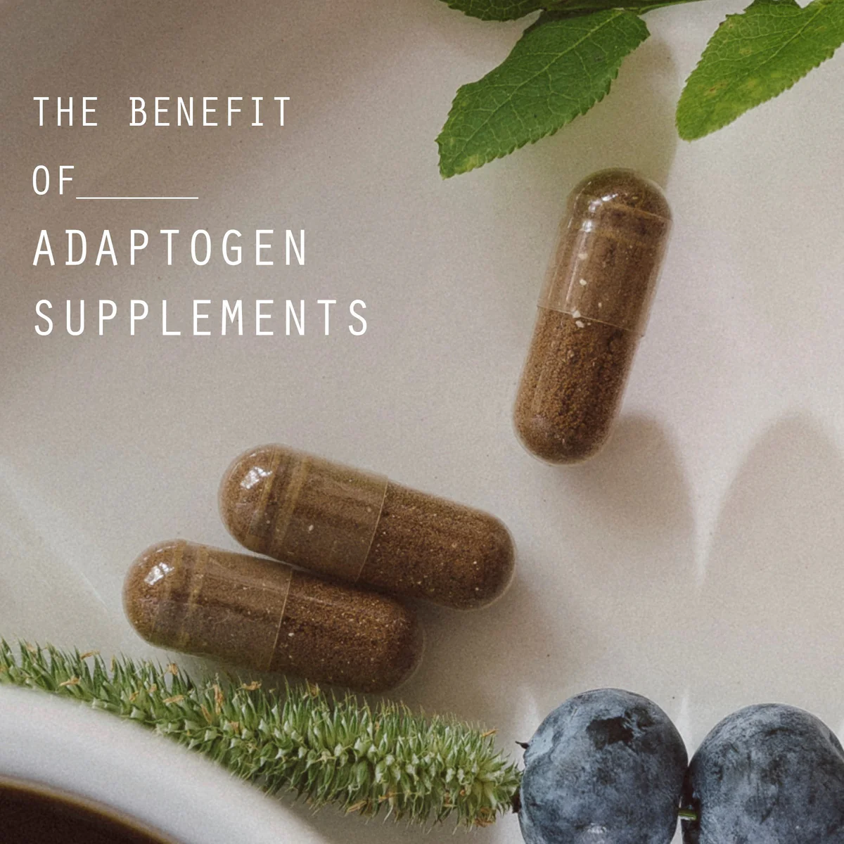 Picture of Best Adaptogen Supplements | Shrooms Delivery Canada