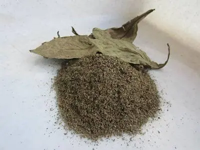 Buy Psychotria viridis (chacruna) leaves