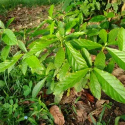 Buy Psychotria viridis (chacruna) leaves