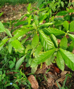 Buy Psychotria viridis (chacruna) leaves