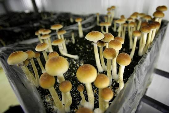 Best Magic Mushrooms For Creativity Canada