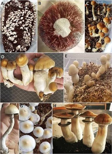 Rare Shroom Strains Canadians Want: 2026 Mycological Guide