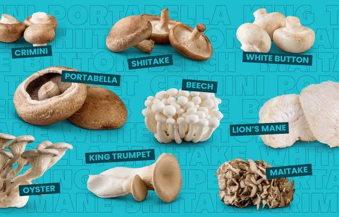 Mushroom Strains | How to Choose Mushroom Strains: Canadian Beginnerβs Guide | mushroom varieties | types of mushroom strains | how to choose mushroom varieties | mushrooms in Canada